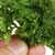 Herb Gardening in your Apartment