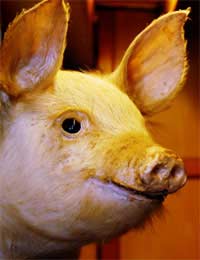 Unusual Apartment Pets