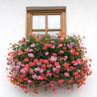 Window Boxes: The Basics